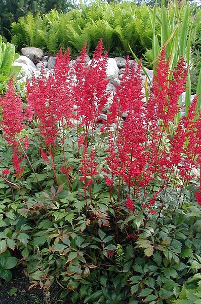 Fanal Astilbe (Astilbe x arendsii 'Fanal') - 1 gallon -Ship Only