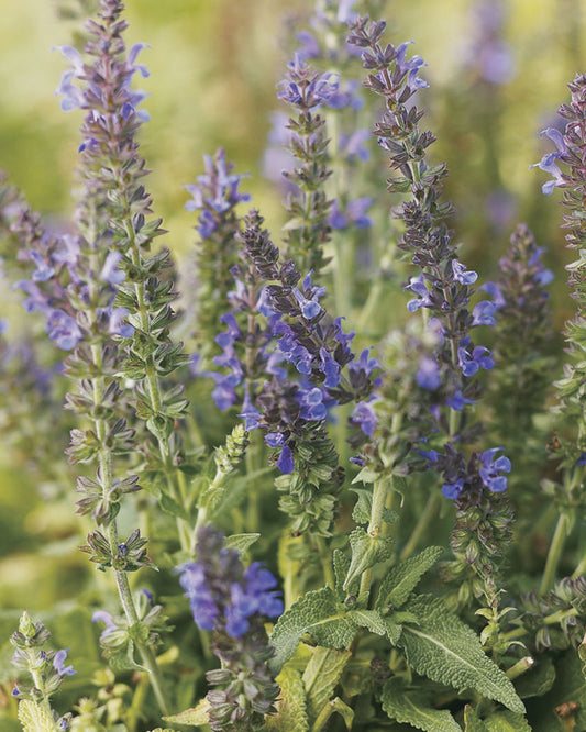 Marcus™ Meadow Sage (Salvia x 'Marcus') - 1 gallon -Ship Only
