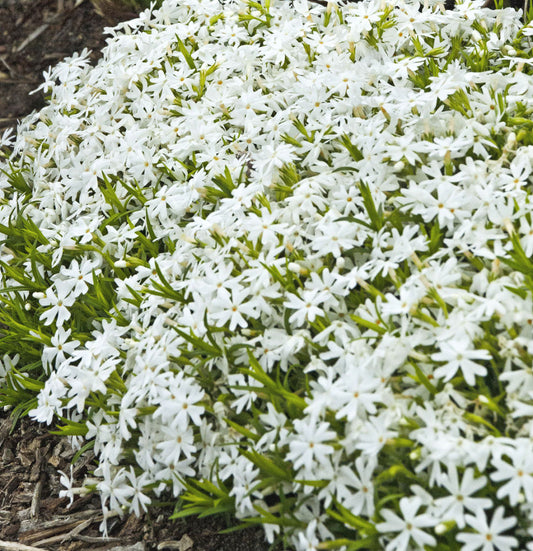 Snowflake Creeping Phlox (Phlox subulata 'Snowflake') - 1 gallon -Ship Only