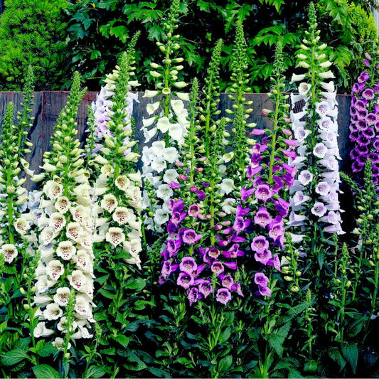 Camelot Lavender Foxglove (Digitalis x 'Camelot Lavender') - 1 gallon -Ship Only