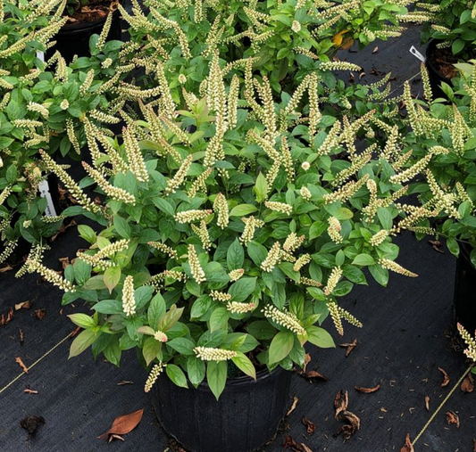 Fizzy Mizzy® Sweetspire (Itea fizzy 'Mizzy') - 1 gallon -Ship Only