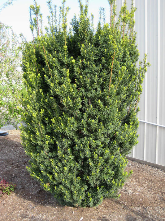 Hick's  Yew (Taxus x media 'Hicksii') - 3 gallon 15" -Ship Only