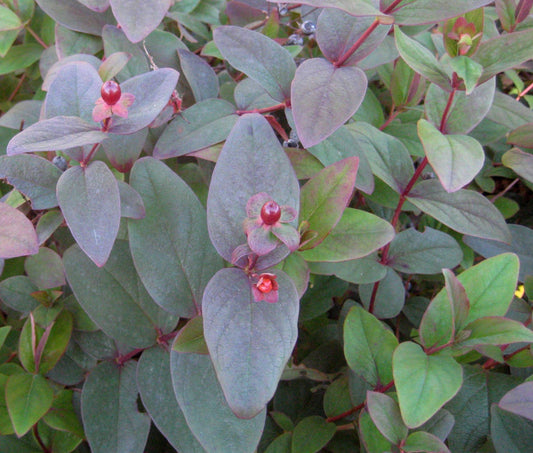 Albury Purple St. Johnswort (Hypericum x inodorum 'Albury Purple') - 2 gallon 12" -Ship Only