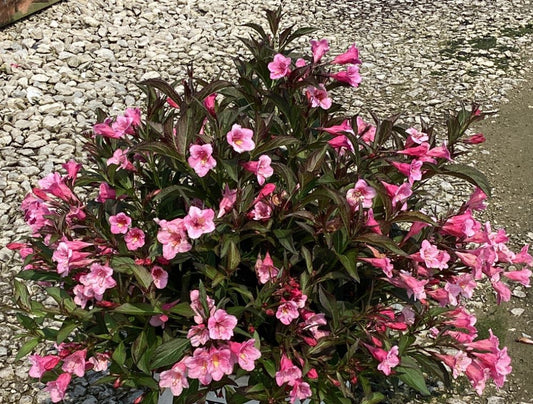 Sonic Bloom® Wine Weigela (Weigela sonic 'Bloom Wine') - 1 gallon -Ship Only