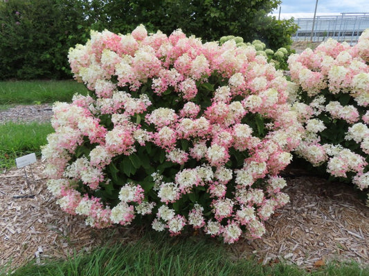 French Manicure™ Hydrangea Paniculata (Hydrangea paniculata 'Bailpantwo' ) - 3 gallon -Ship Only