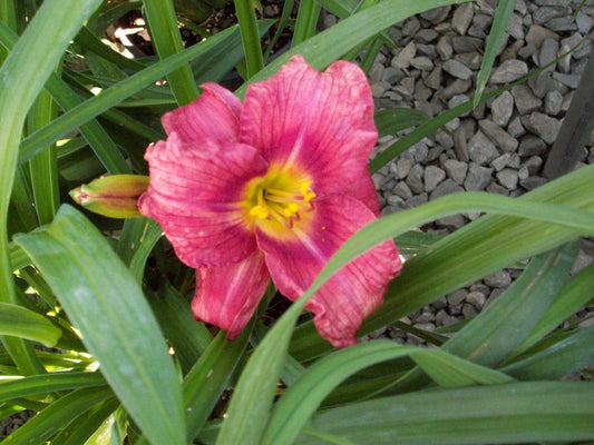 Rosy Returns Daylily (Hemerocallis rosy 'Rosy Returns') - 1 gallon -Ship Only