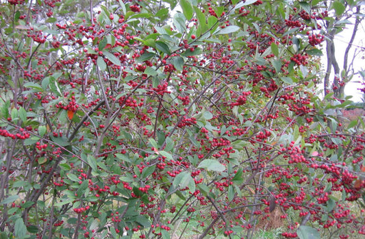 Red Chokeberry (Aronia arbutifolia 'Brilliantissima') - 1 gallon -Ship Only