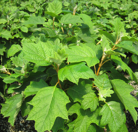 Pee Wee Oakleaf Hydrangea (Hydrangea quercifolia 'Pee Wee') - 2 gallon 10" -Ship Only