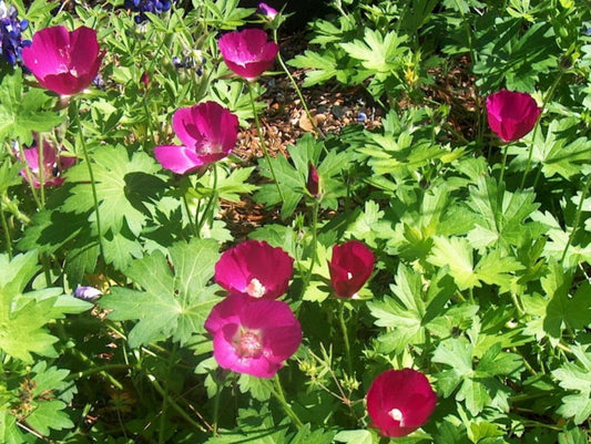 Purple Poppy Mallow (Callirhoe involucrata) - 2 gallon -Ship Only