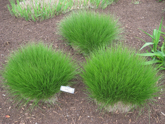 Prairie Dropseed (Sporobolus heterolepis 'Spor. Heterolepis') - 2 gallon -Ship Only
