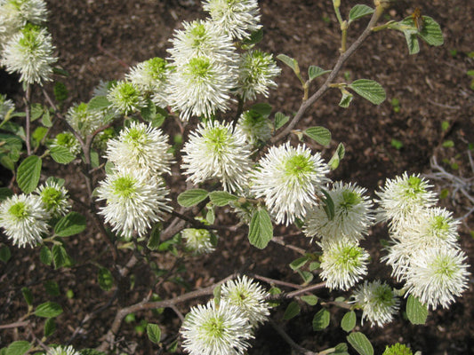 Dwarf Fothergilla (Fothergilla gardenii) - 2 gallon -Ship Only