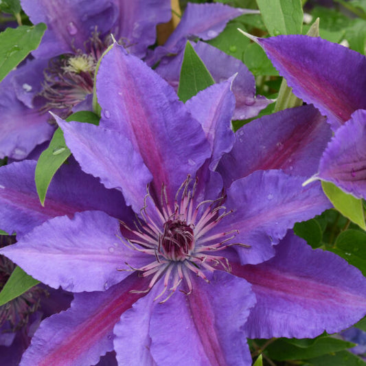 Paulie™ (Clematis paulie) - half gallon -Ship Only