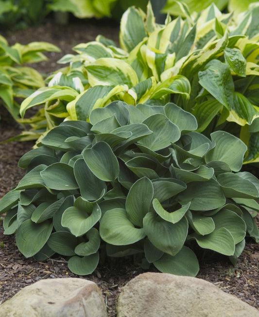 Blue Mouse Ears Plantain Lily (Hosta blue 'Blue Mouse Ears') - 1 gallon -Ship Only