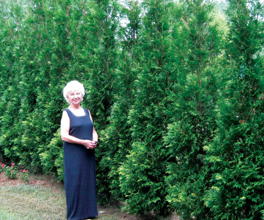 Full Speed A Hedge® American Pillar Arborvitae (Thuja occidentalis 'American Pillar') - 3 gallon 42" -Ship Only