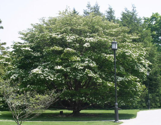 Kousa Dogwood  (Cornus kousa) - 3 gallon 48" -Ship Only