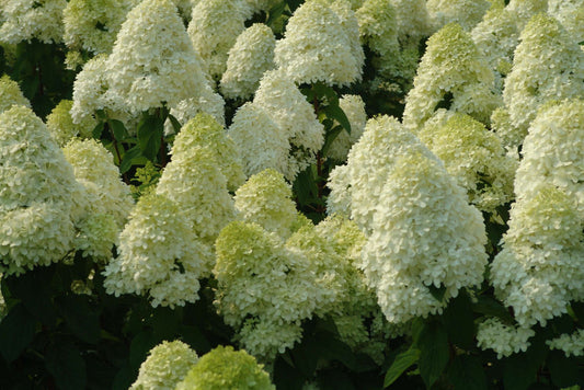 'Limelight' Panicle Hydrangea (Hydrangea paniculata 'Zwijnenburg') - 1 gallon 12" HEAD -Ship Only