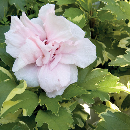 Sugar Tip® Rose of Sharon (Hibiscus syriacus 'America Irene Scott') - 1 gallon 18" -Ship Only