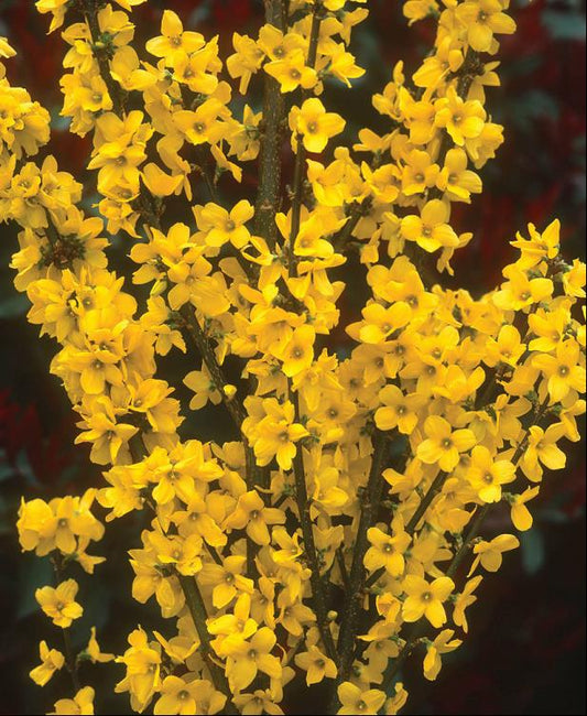 Magical® Gold Forsythia (Forsythia x i. 'Magical Gold') - 3 gallon -Ship Only