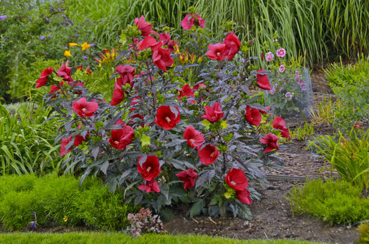 Midnight Marvel Rose Mallow (Hibiscus moscheutos 'Midnight Marvel') - 1 gallon -Ship Only
