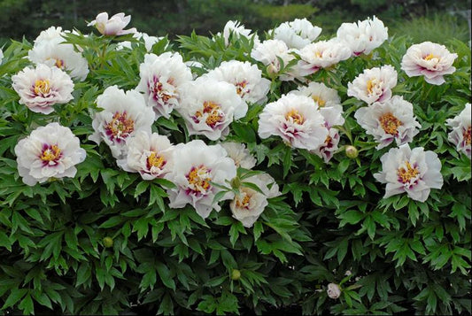 Cora Louise Itoh Peony (Paeonia x 'Cora Louise') - 2 gallon -Ship Only