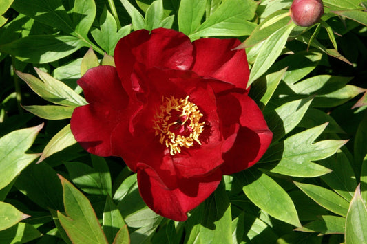 Scarlet Heaven Itoh Peony (Paeonia 'I Scarlet Heaven (Scarlet)') - 2 gallon -Ship Only