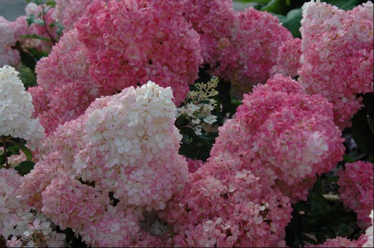 Vanilla Strawberry™ Hydrangea (Hydrangea paniculata 'Renhy') - 3 gallon 12" HEAD -Ship Only