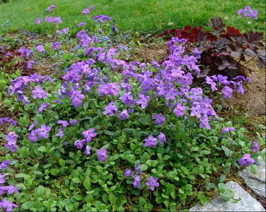 Sherwood Purple Creeping Phlox (Phlox stolonifera 'Sherwood Purple') - 1 gallon -Ship Only