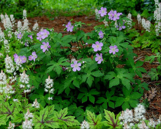 American Cranesbill (Geranium maculatum) - 1 gallon -Ship Only