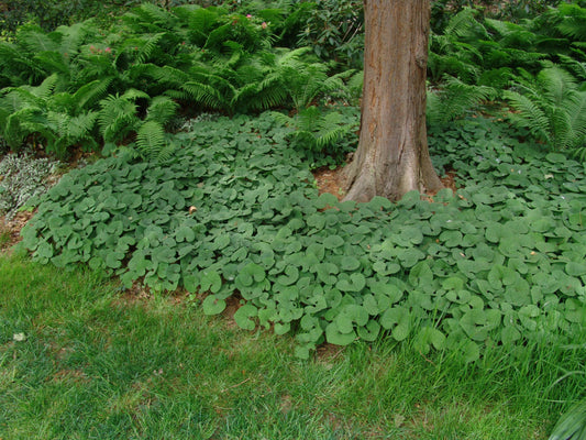 Canada Wild Ginger (Asarum canadense) - 1 gallon -Ship Only