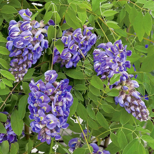 Amethyst Falls Wisteria (Wisteria FR 'Amethyst Falls') - 2 gallon 20" TRELLIS -Ship Only