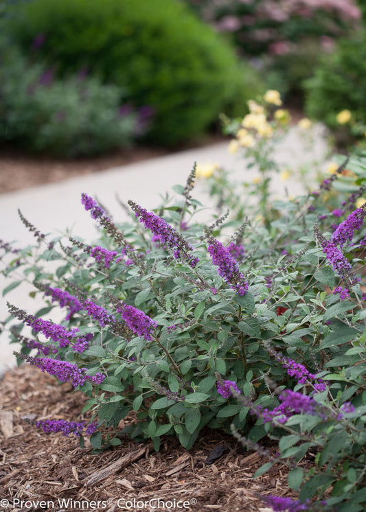 Proven Winner® Color Choice® Lo & Behold® Blue Chip Jr Butterfly Bush (Buddleia '‘Blue Chip Jr’') - 3 gallon -Ship Only