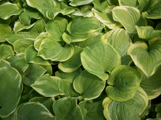 Fragrant Bouquet Plantain Lily (Hosta fragrant 'Fragrant Bouquet') - 1 gallon -Ship Only