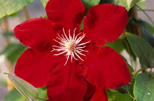 Rebecca™ Clematis (Clematis rebecca 'Rebecca') - 1 gallon -Ship Only