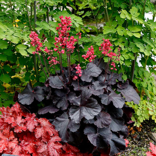 Black Forest Cake Coral Bells (Heuchera 'Black Forest Cake') - 1 gallon -Ship Only