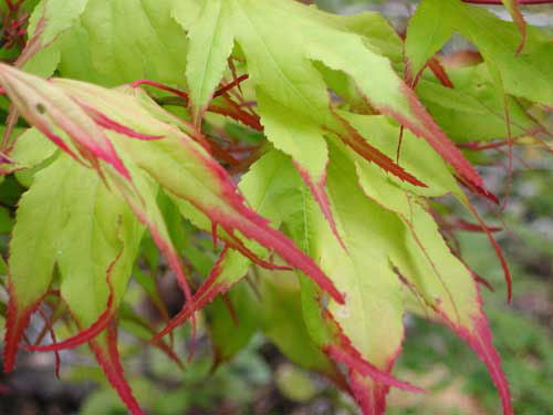 Tsuma Gaki Japanese Maple (Acer palmatum 'Tsuma Gaki') - 3 gallon 18-24" -Ship Only