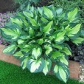 Whirlwind Plantain Lily (Hosta whirlwind) - 1 gallon -Ship Only