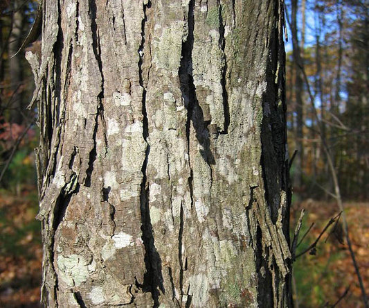 Shagbark Hickory (Carya ovata) - 3 gallon -Ship Only