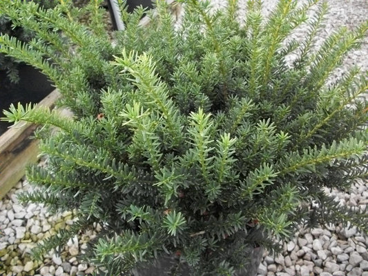 Ward's Yew (Taxus x media 'Wardii') - 3 gallon 12" -Ship Only