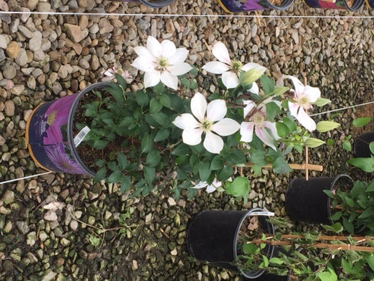 Corinne™ Clematis (Clematis corinne) - 1 gallon -Ship Only