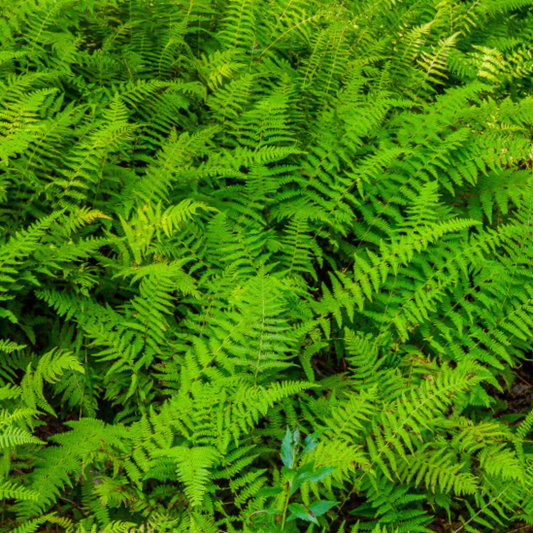 Hayscented Fern (Dennstaedtia 'Hayscented') - 1 gallon -Ship Only