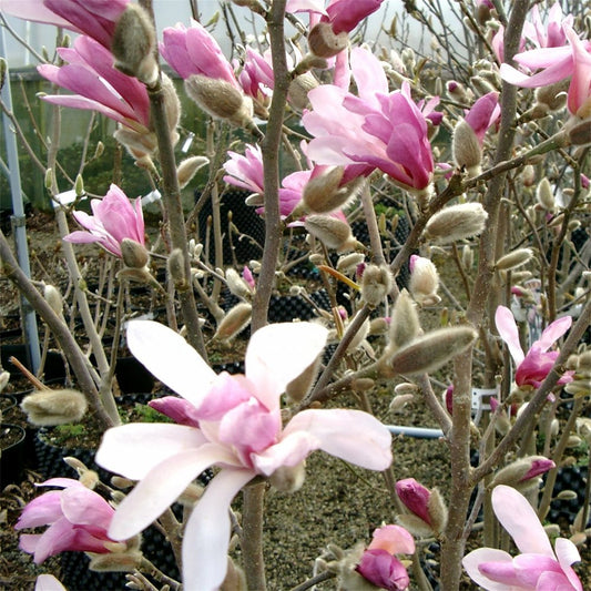 Leonard Messel Magnolia (Magnolia x loebneri 'Leonard Messel') - 3 gallon 24" -Ship Only