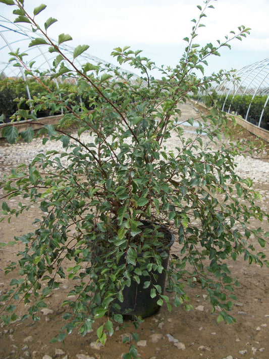 Renaissance Spiraea (Spiraea x vanhouttei 'Renaissance') - 1 gallon -Ship Only