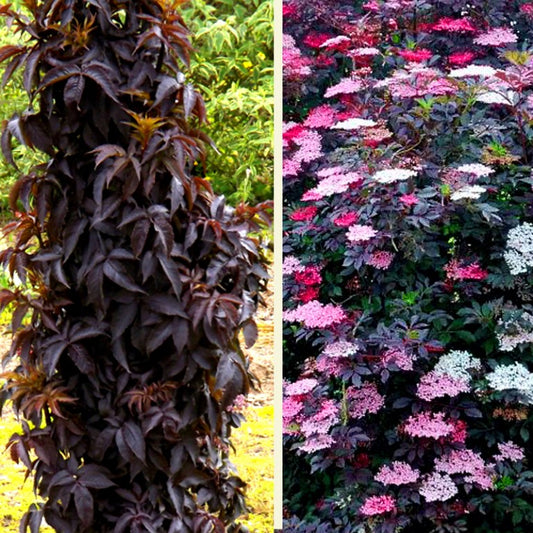 Black Tower Elderberry (Sambucus nigra 'Eiffel 1' BLACK TOWER) - 1 gallon -Ship Only