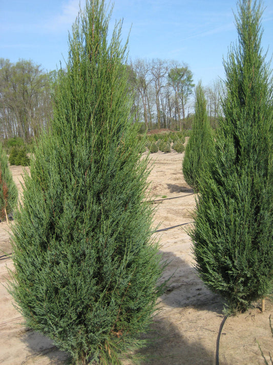 Skyrocket Juniper (Juniperus scopulorum 'Skyrocket') - 1 gallon 8" -Ship Only