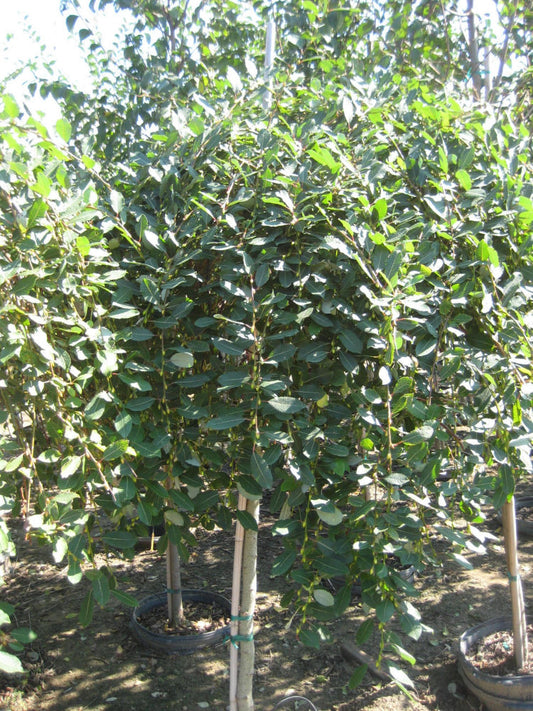 Weeping Pussy Willow (Salix caprea 'Pendula') - 3 gallon -Ship Only