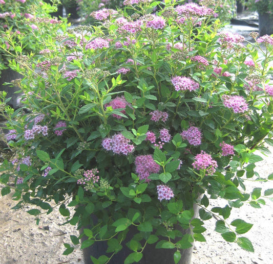 Little Princess Spiraea (Spiraea japonica 'Little Princess') - 1 gallon 6" -Ship Only