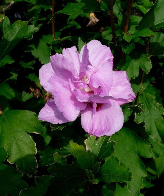 Ardens Rose of Sharon (Hibiscus syriacus 'Ardens') - 1 gallon -Ship Only