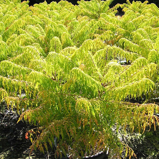 Tiger Eyes® Cutleaf Staghorn Sumac (Rhus typhina 'Bailtiger') - 3 gallon 18" -Ship Only