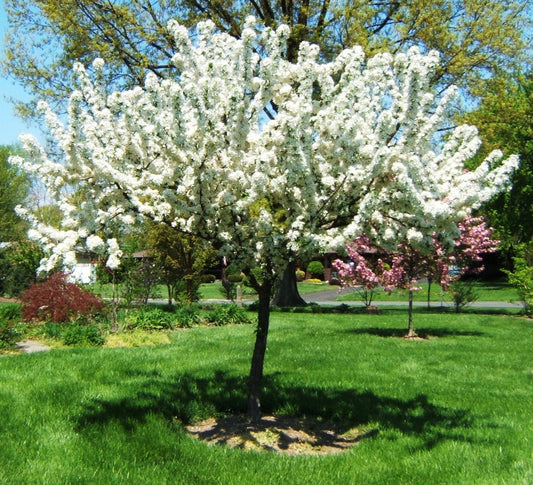Redbud Crabapple (Malus x zumi 'Calocarpa') - 2 gallon TREE -Ship Only