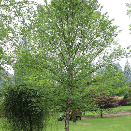 City Slicker® River Birch (Betula nigra 'City Slicker') - 3 gallon -Ship Only